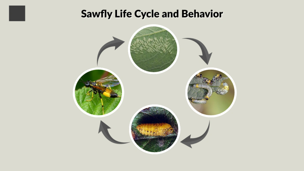 Sawfly Life Cycle and Behavior