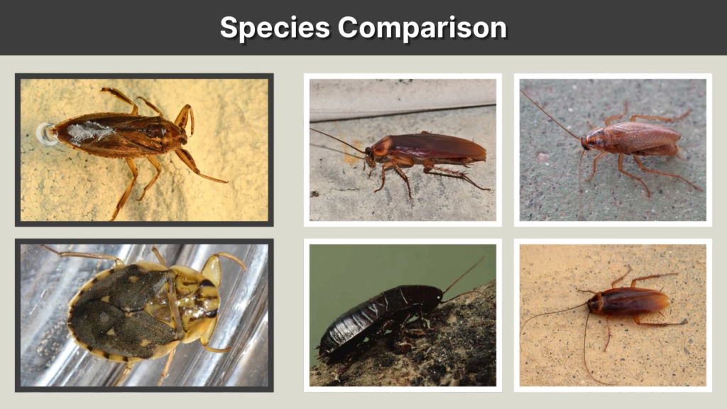 Species Comparison