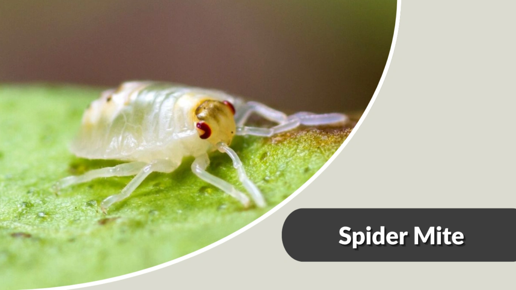 Spider Mite