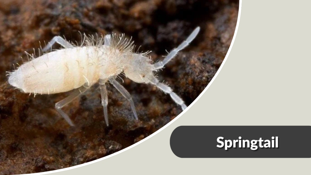 Springtail