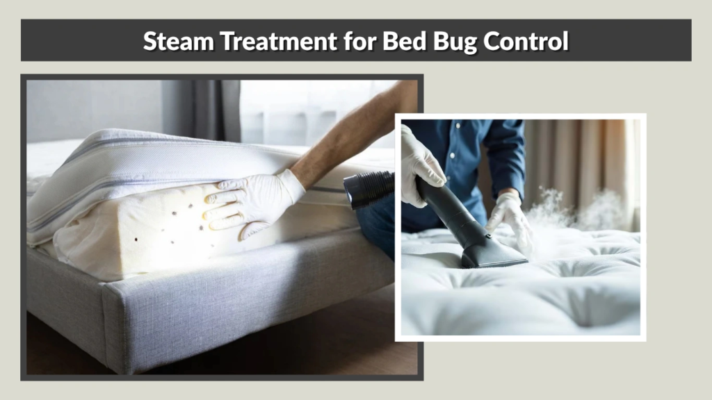 Steam Treatment for Bed Bug Control