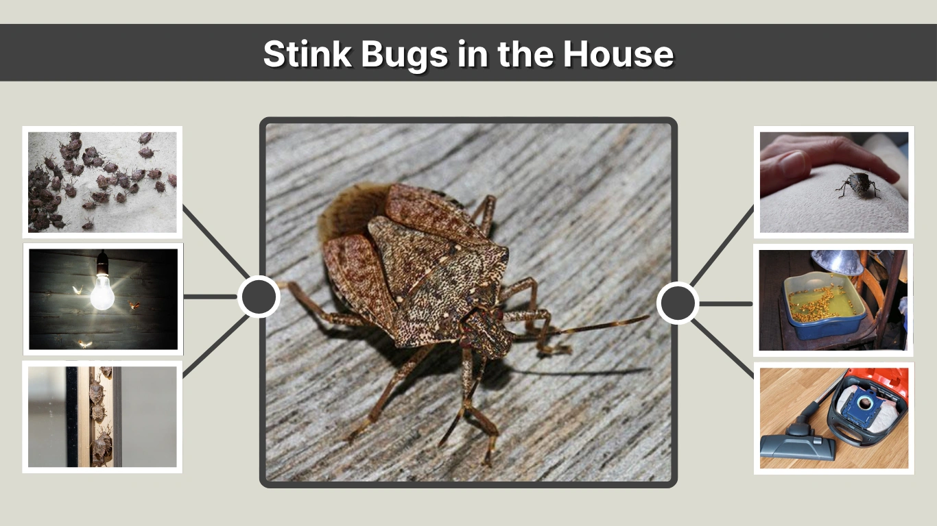 Stink Bugs in the House Causes, Prevention, and Removal