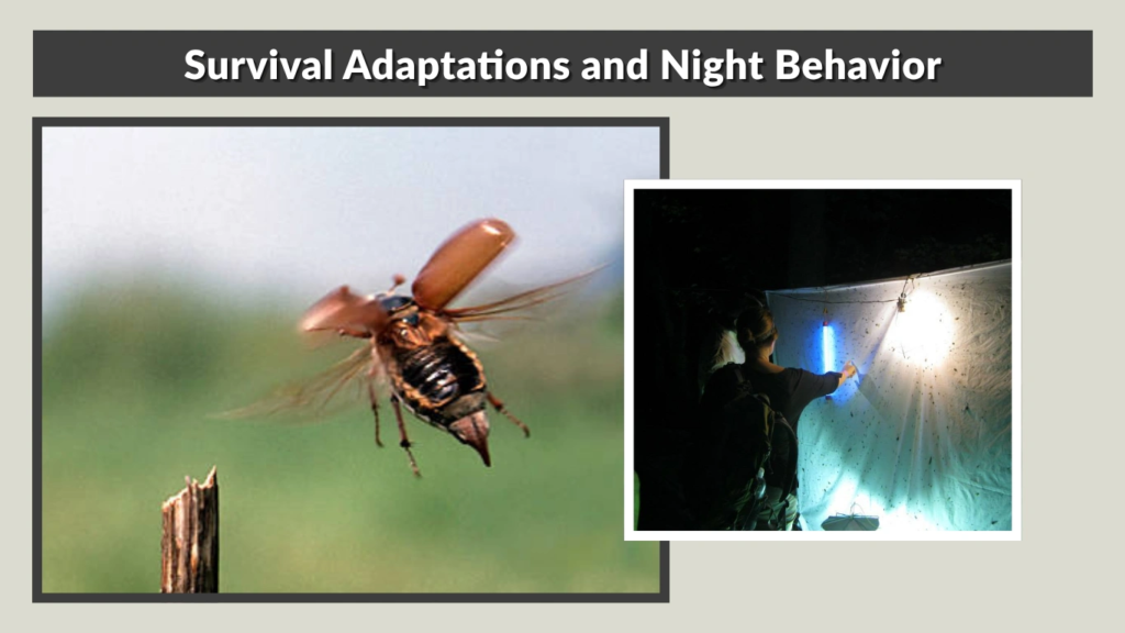 Survival Adaptations and Night Behavior
