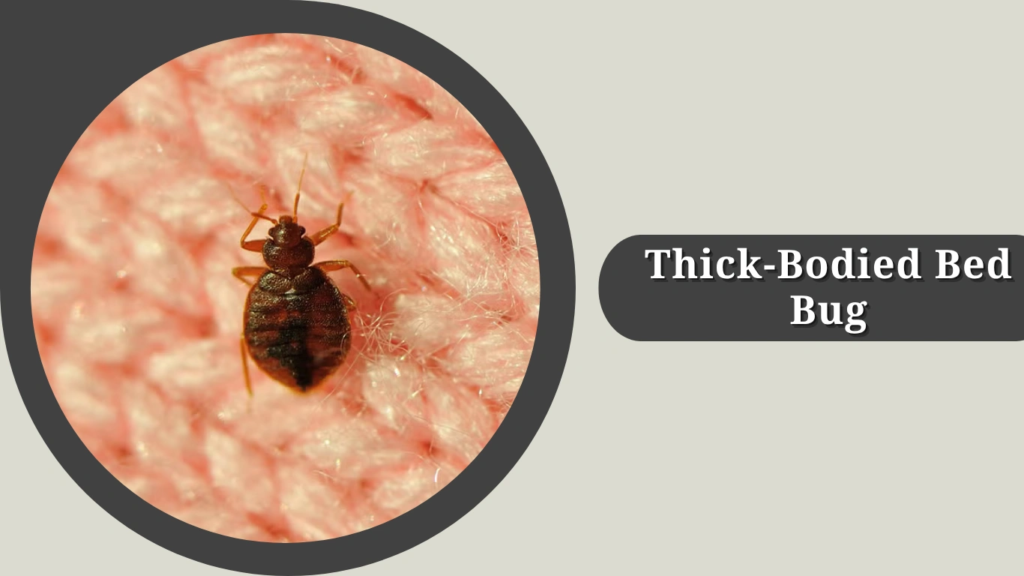 Thick-Bodied Bed Bug