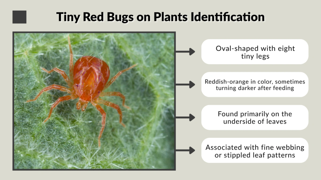 Tiny Red Bugs on Plants Identification