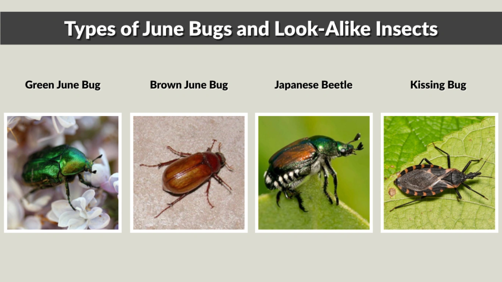 Types of June Bugs and Look-Alike Insects