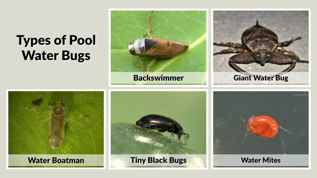 Types of Pool Water Bugs