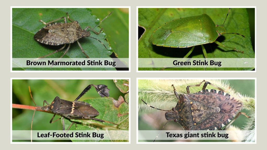 Types of Stink Bugs Found in Texas