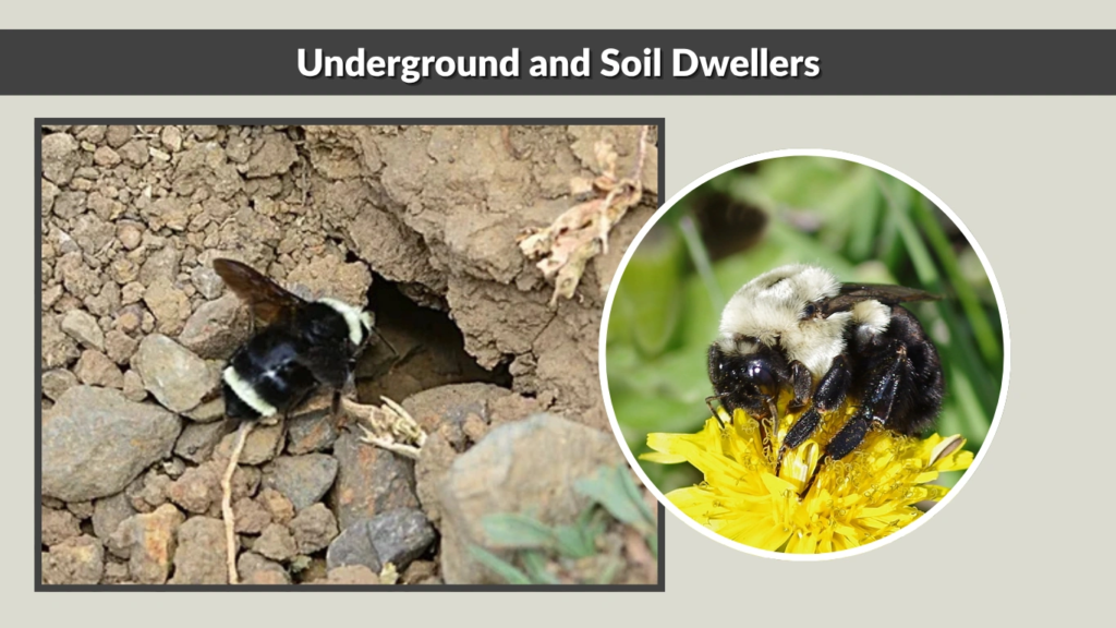Underground and Soil Dwellers