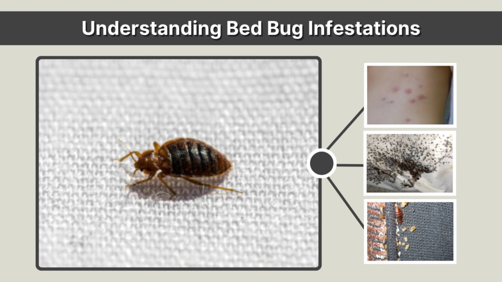 Understanding Bed Bug Infestations