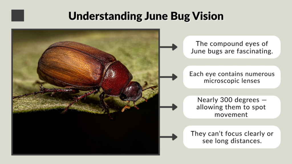 Understanding June Bug Vision