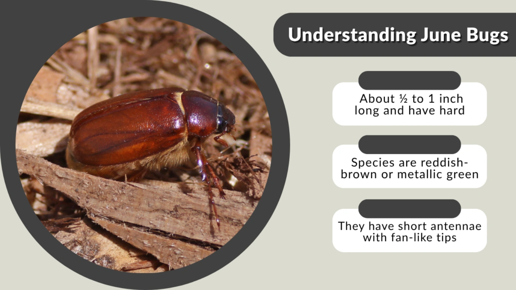 Understanding June Bugs