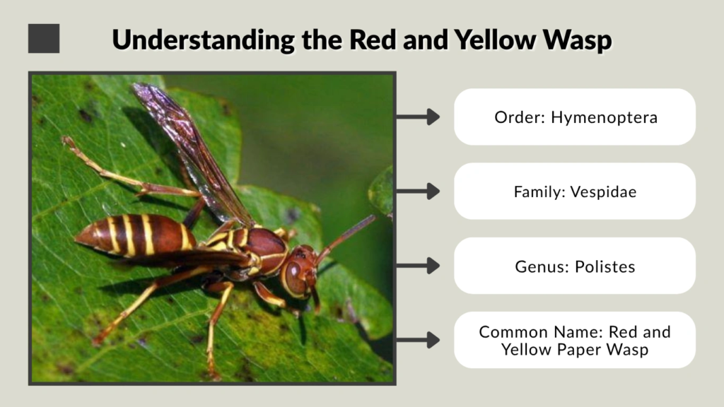 Understanding the Red and Yellow Wasp