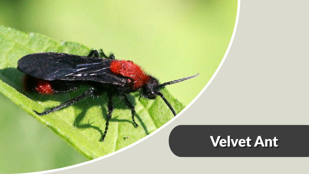 Velvet Ant