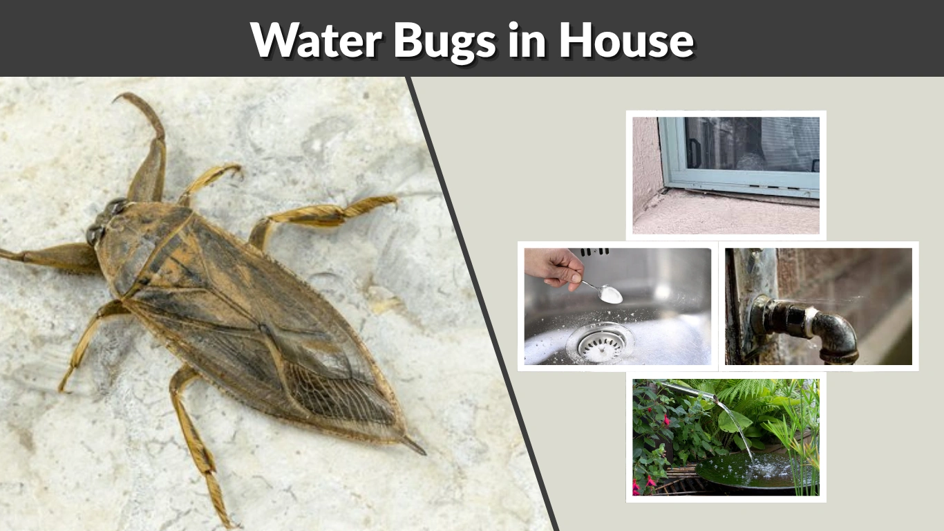 Water Bugs in House Causes, Prevention, and Removal Methods