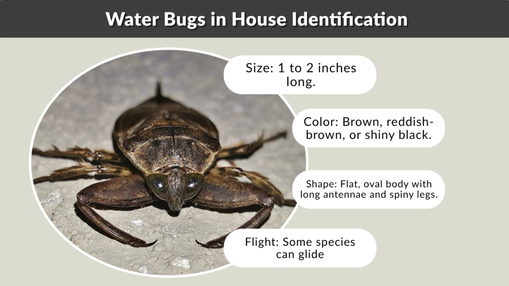 Water Bugs in House Identification