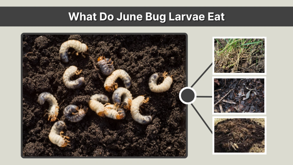 What Do June Bug Larvae Eat
