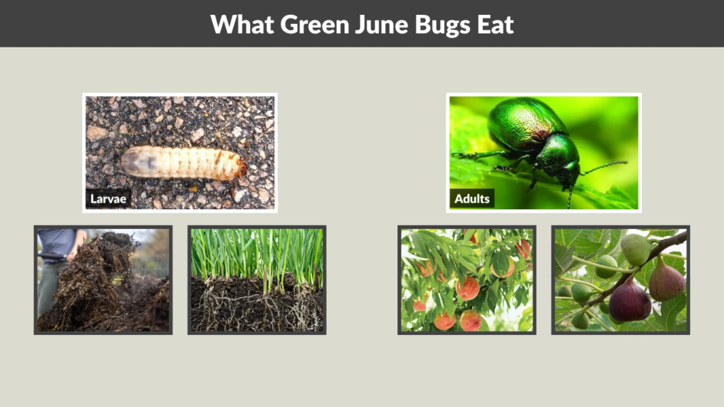 What Green June Bugs Eat