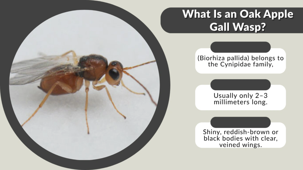 What Is an Oak Apple Gall Wasp