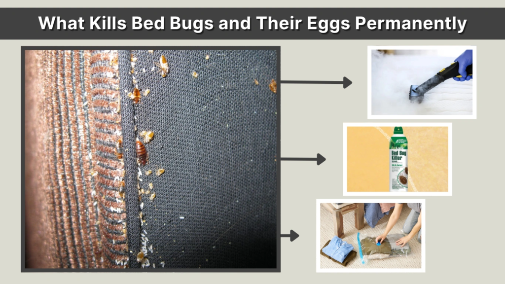 What Kills Bed Bugs and Their Eggs Permanently