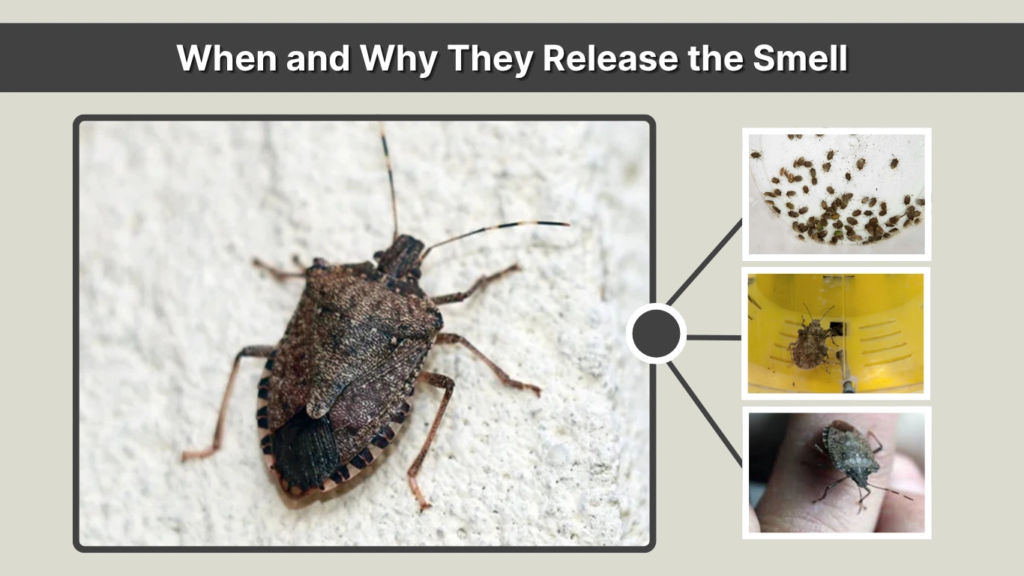 When and Why They Release the Smell