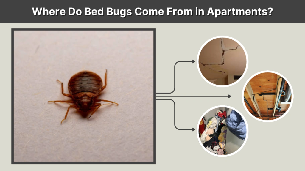 Where Do Bed Bugs Come From in Apartments