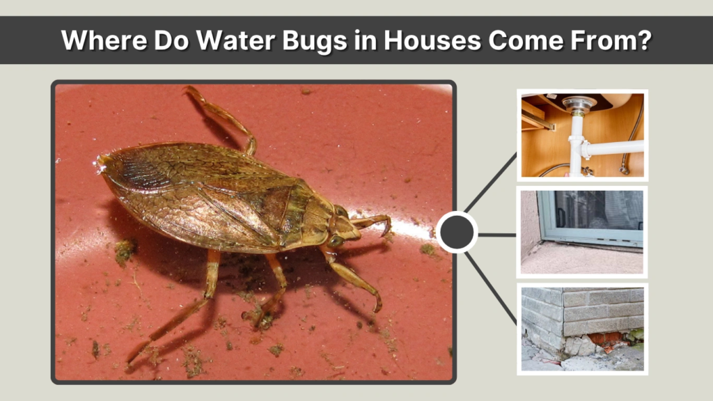 Where Do Water Bugs in Houses Come From