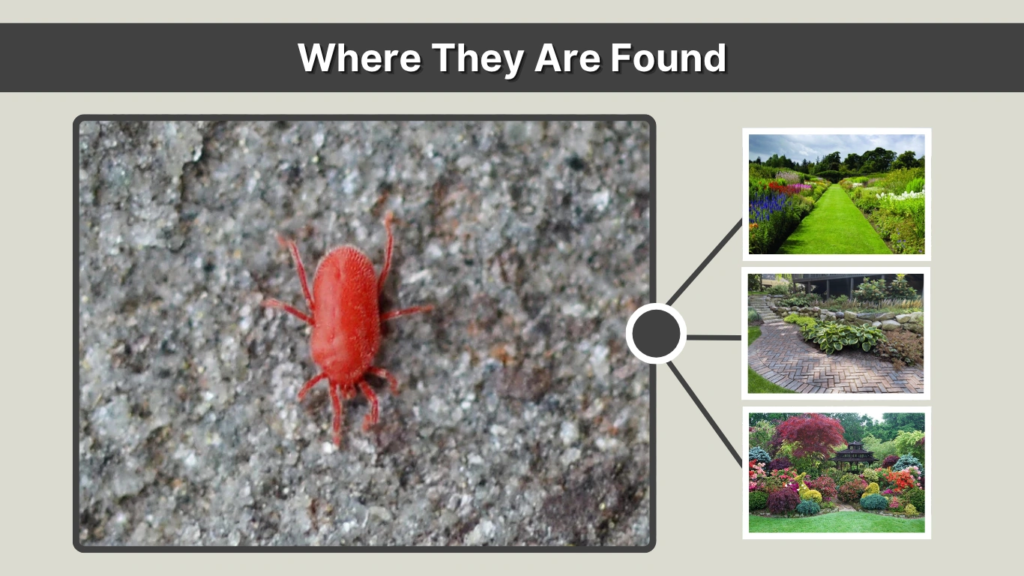Where They Are Found
