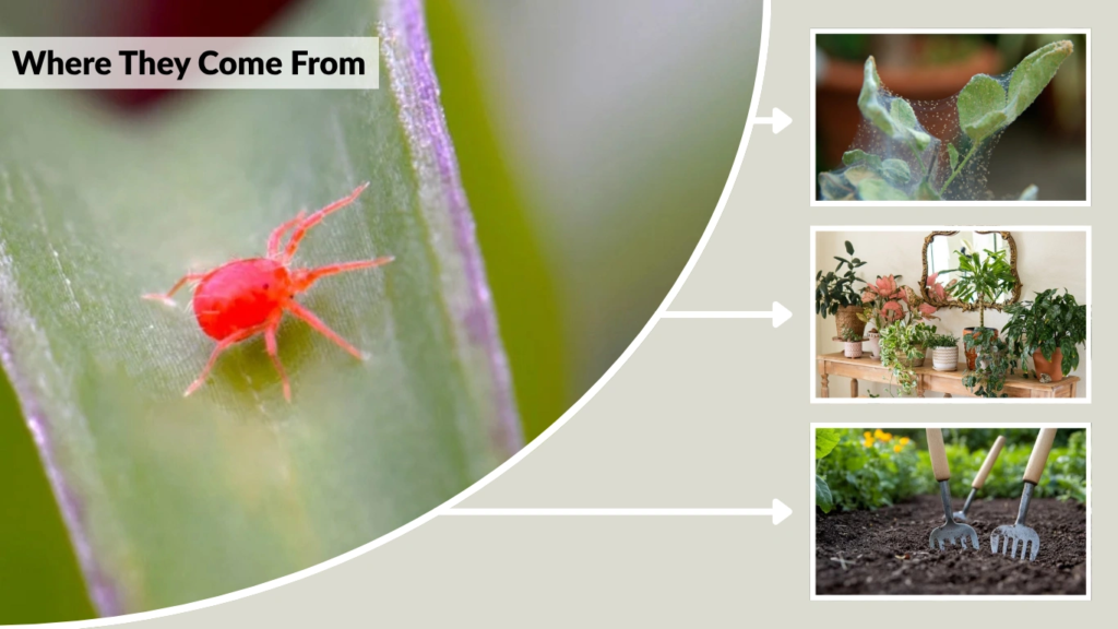 Where They Come From