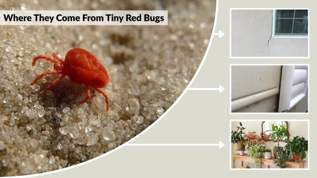 Where They Come From Tiny Red Bugs