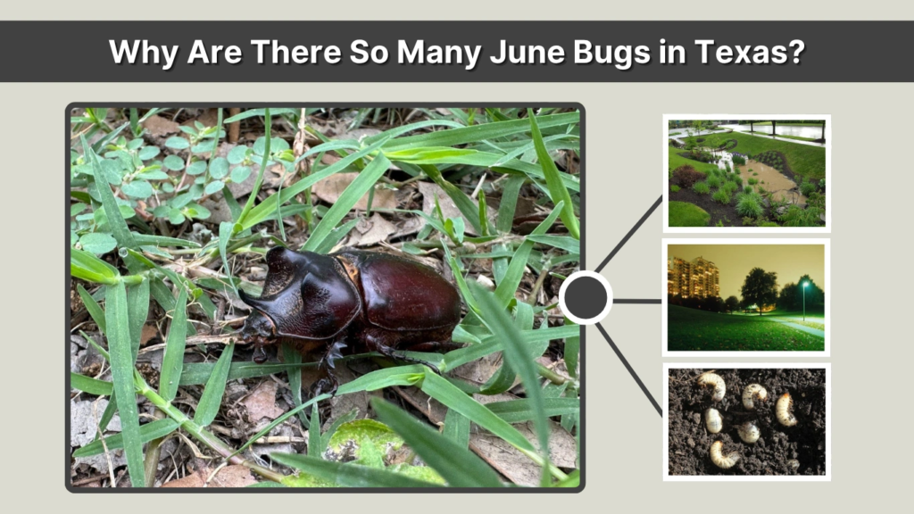 Why Are There So Many June Bugs in Texas