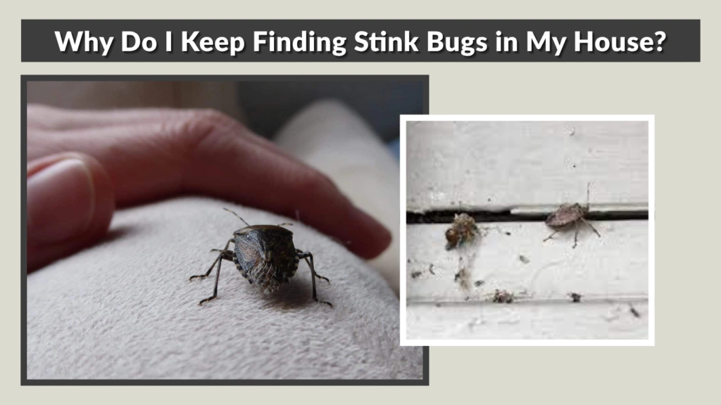 Why Do I Keep Finding Stink Bugs in My House
