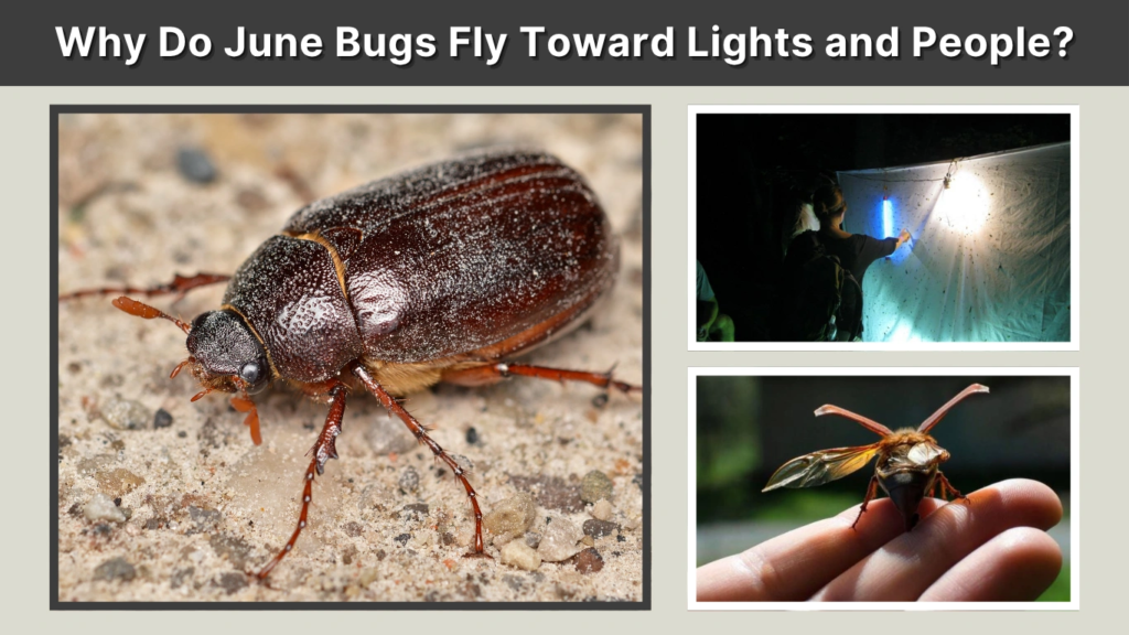 Why Do June Bugs Fly Toward Lights and People