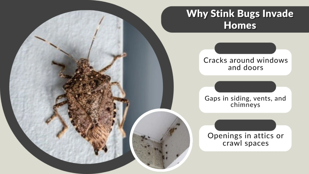 Why Stink Bugs Invade Homes