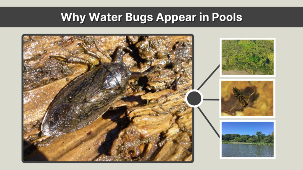 Why Water Bugs Appear in Pools