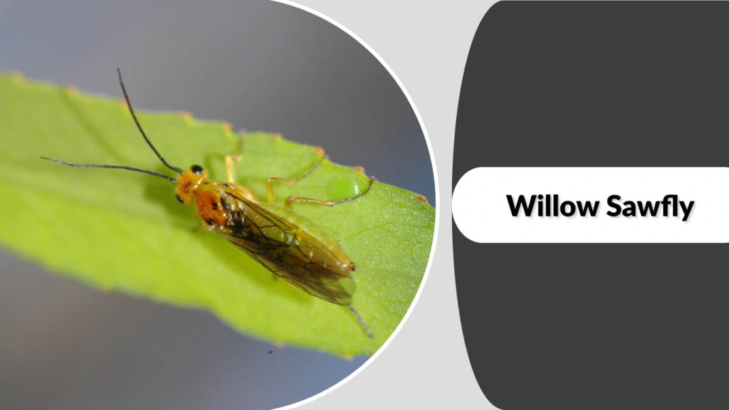 Willow Sawfly