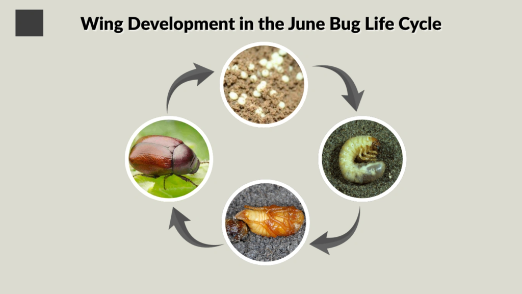 Wing Development in the June Bug Life Cycle