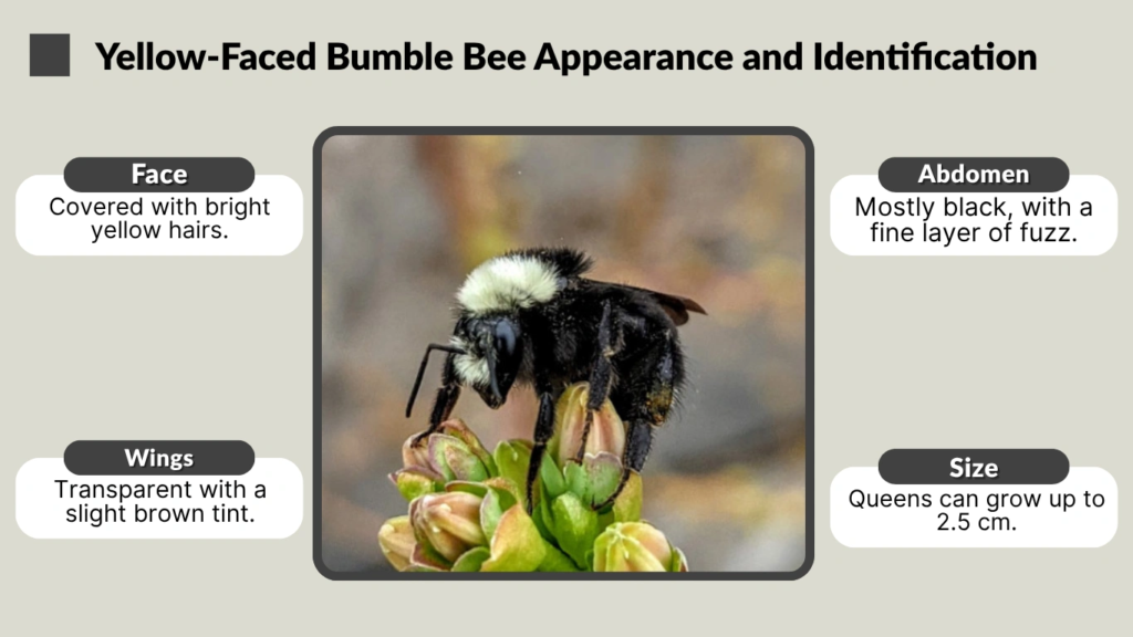 Yellow-Faced Bumble Bee Appearance and Identification