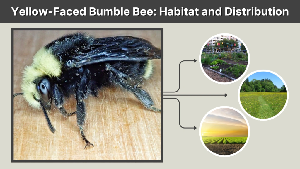 Yellow-Faced Bumble Bee Habitat and Distribution
