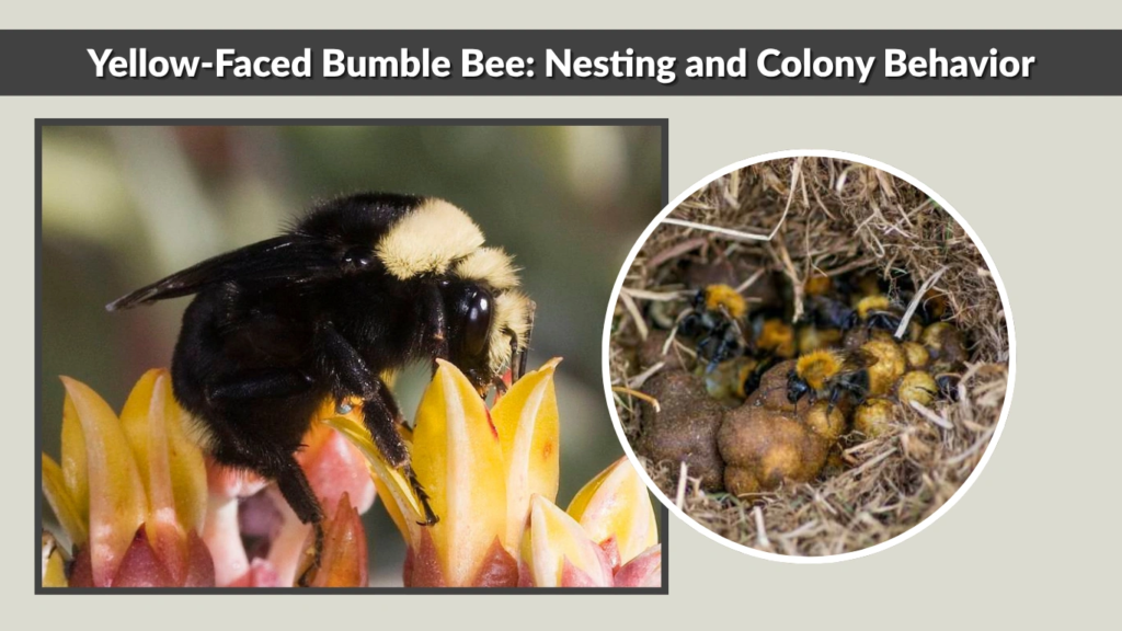 Yellow-Faced Bumble Bee Nesting and Colony Behavior