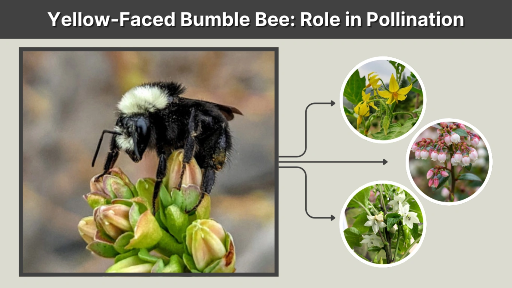 Yellow-Faced Bumble Bee Role in Pollination