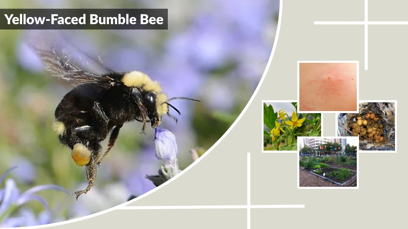 Yellow-Faced Bumble Bee Size, color, next and Identification