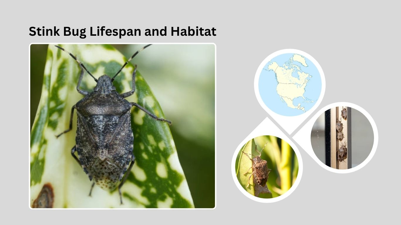 Stink Bug Lifespan and Habitat: How and Where They Live