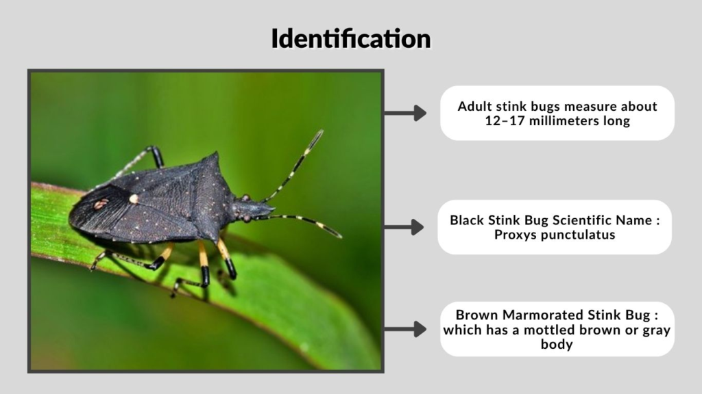 Identification
