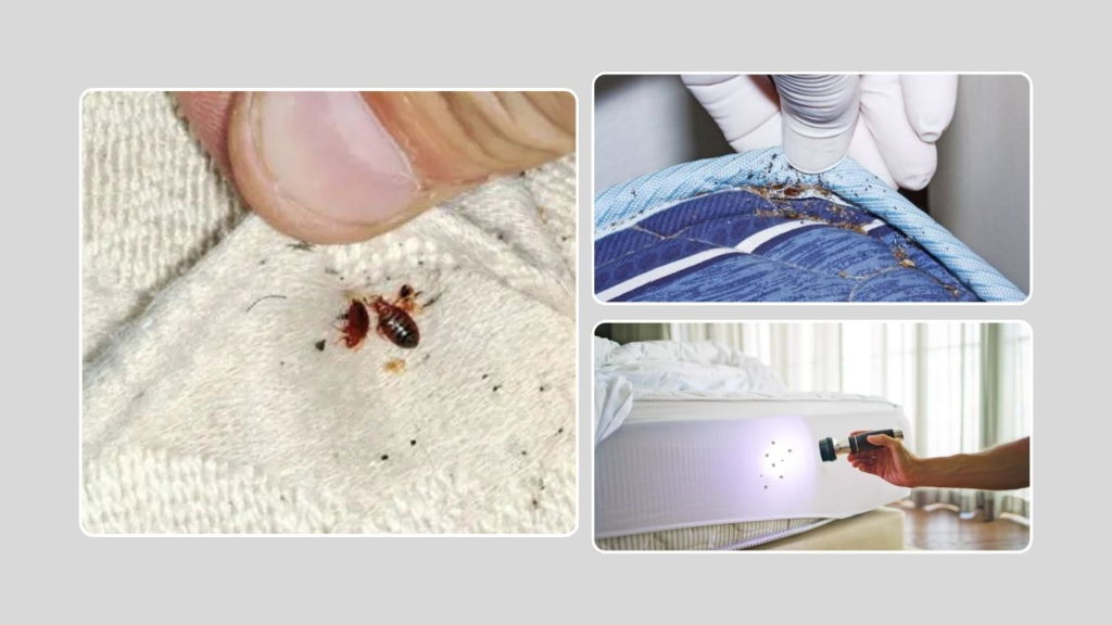 Signs of Bed Bugs in Hotels