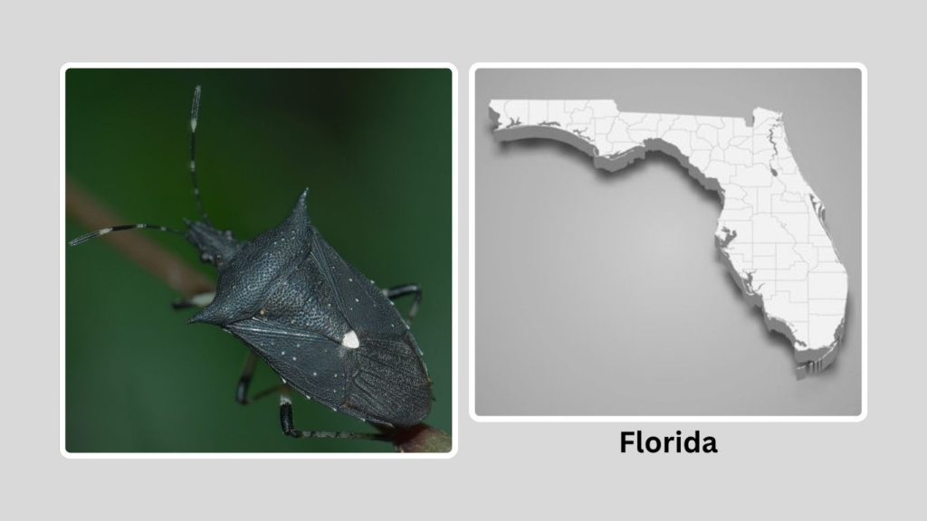 Habitat and Distribution