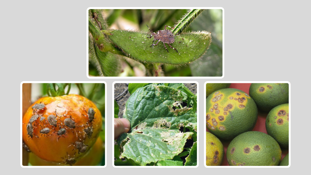 Impact on Plants and Gardens