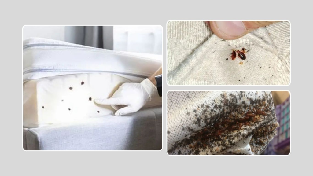 Method 1: Inspect the Bed and Bedding