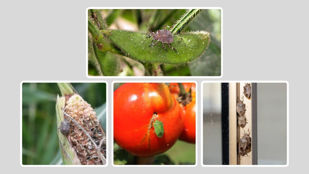 Habitat and Living Preferences