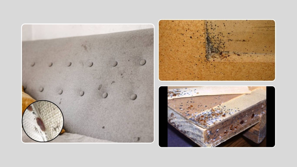 Check the Furniture and Upholstery